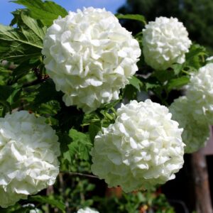 Калина бульденеж Розеум
