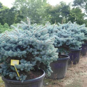 Ель колючая Глаука Глобоза (Glauca Globosa)
